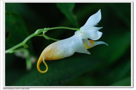 龙虾花茶