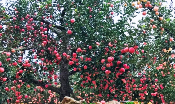 山东沂源十大旅游资源